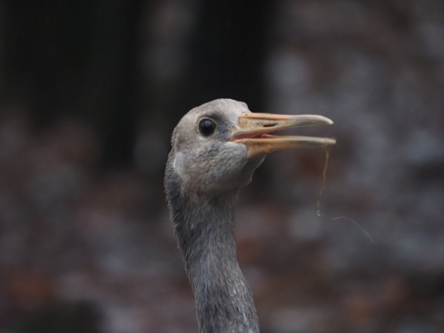 Red-Crowned Crane Juvenile