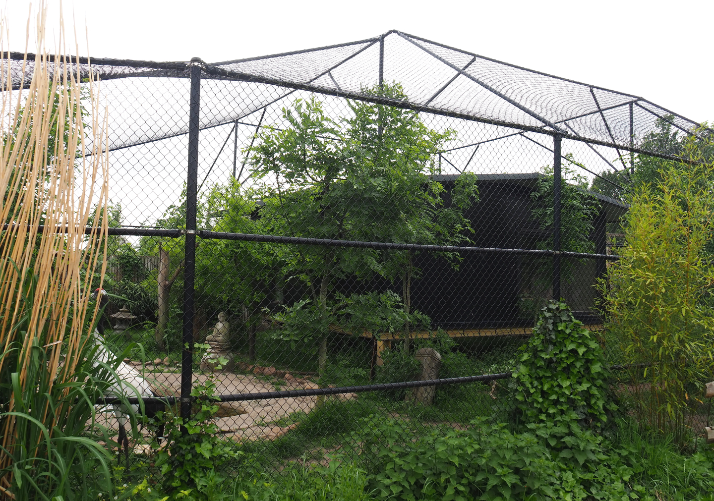 Red-crowned crane, Lesser black-backed gull and Black-tailed gull aviary, 2022-05-17