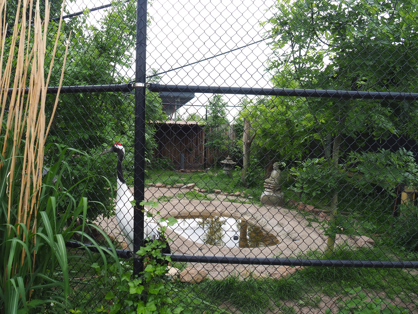 Red-crowned crane, Lesser black-backed gull and Black-tailed gull aviary, 2022-05-17