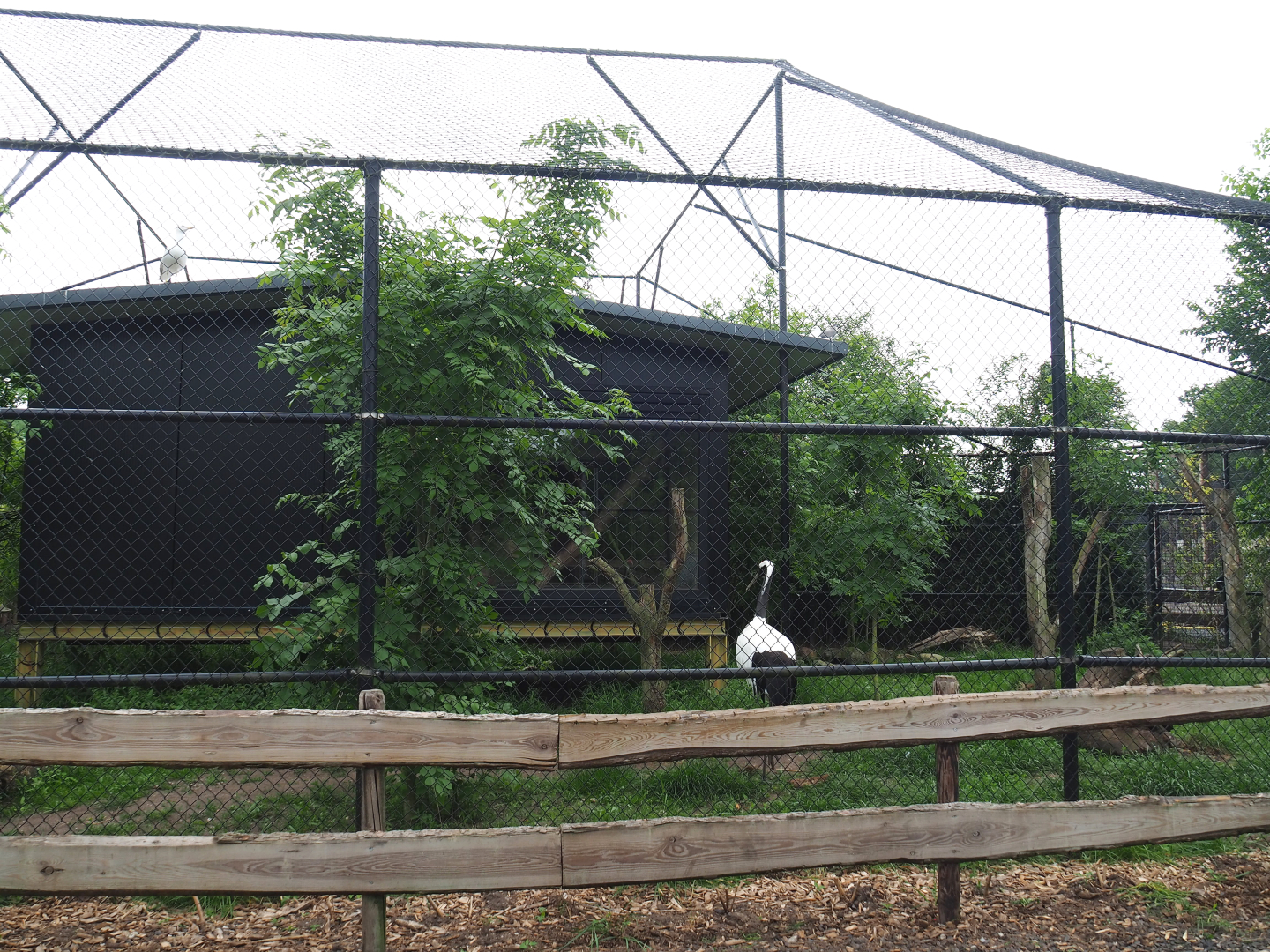 Red-crowned crane, Lesser black-backed gull and Black-tailed gull aviary, 2022-05-17