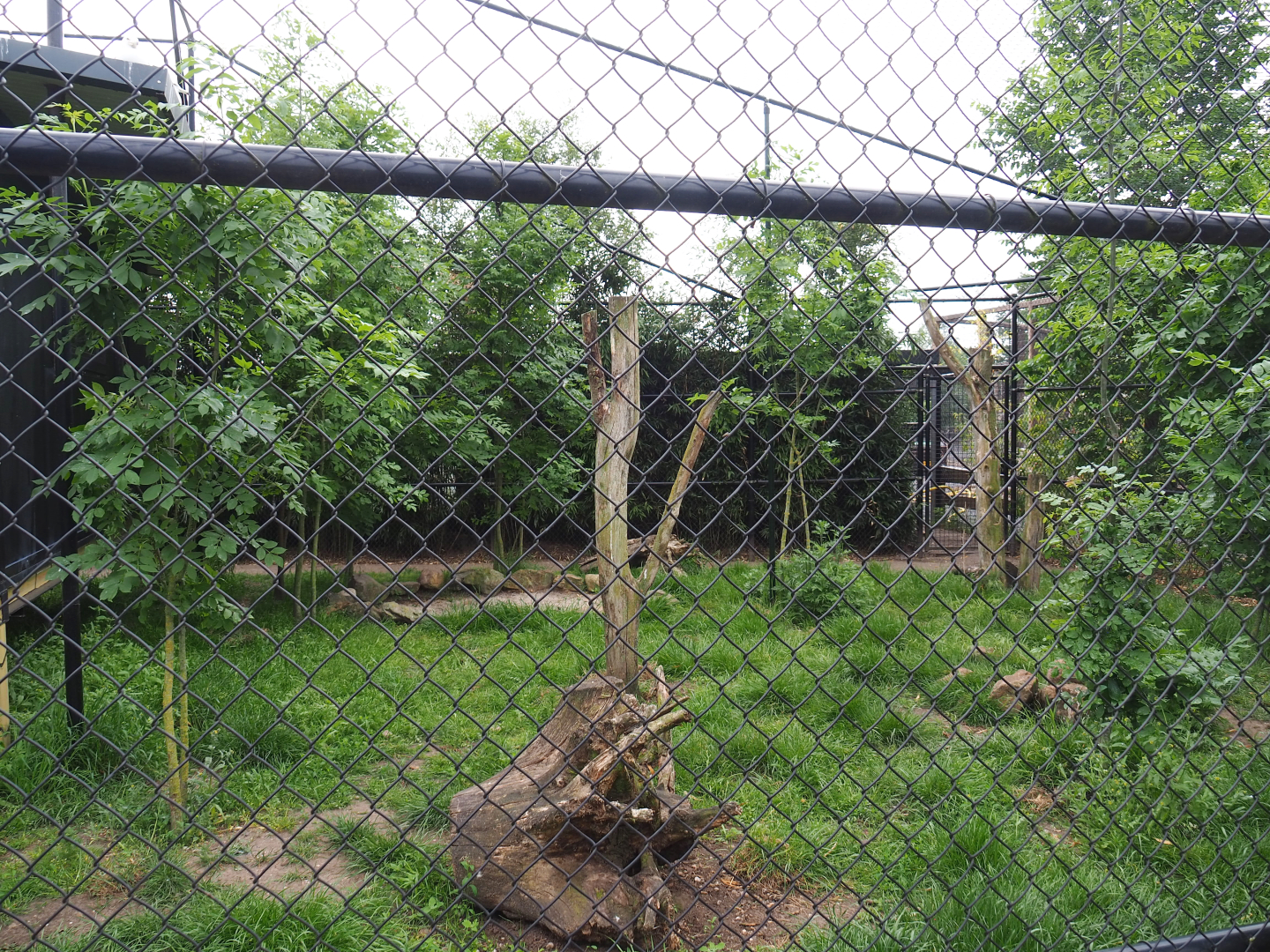 Red-crowned crane, Lesser black-backed gull and Black-tailed gull aviary, 2022-05-17