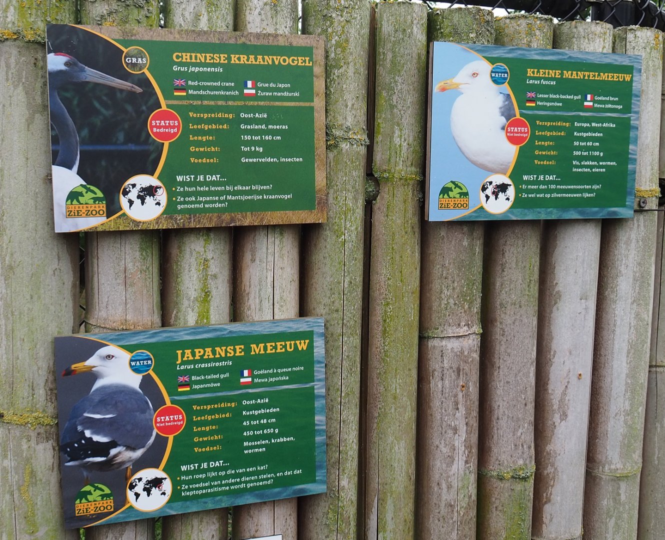 Red-crowned crane, Lesser black-backed gull and Black-tailed gull signs, 2022-05-17