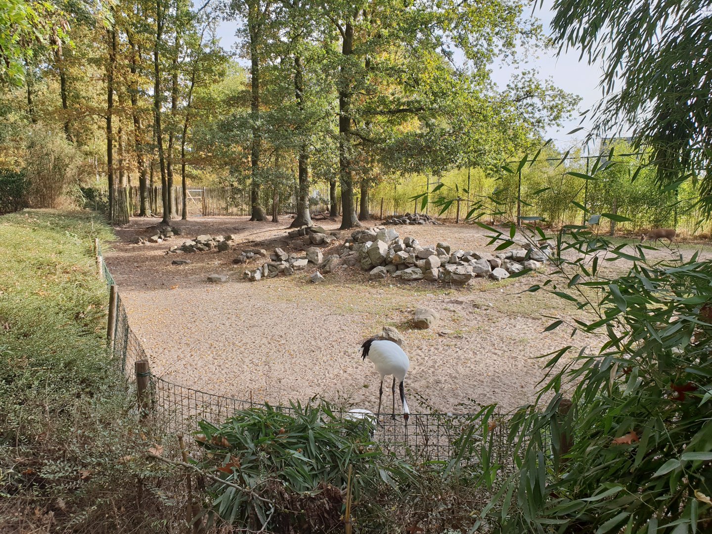 Red-crowned crane - Muntjac enclosure