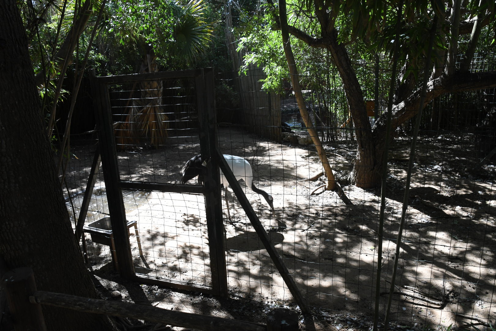 Red-crowned Crane paddock