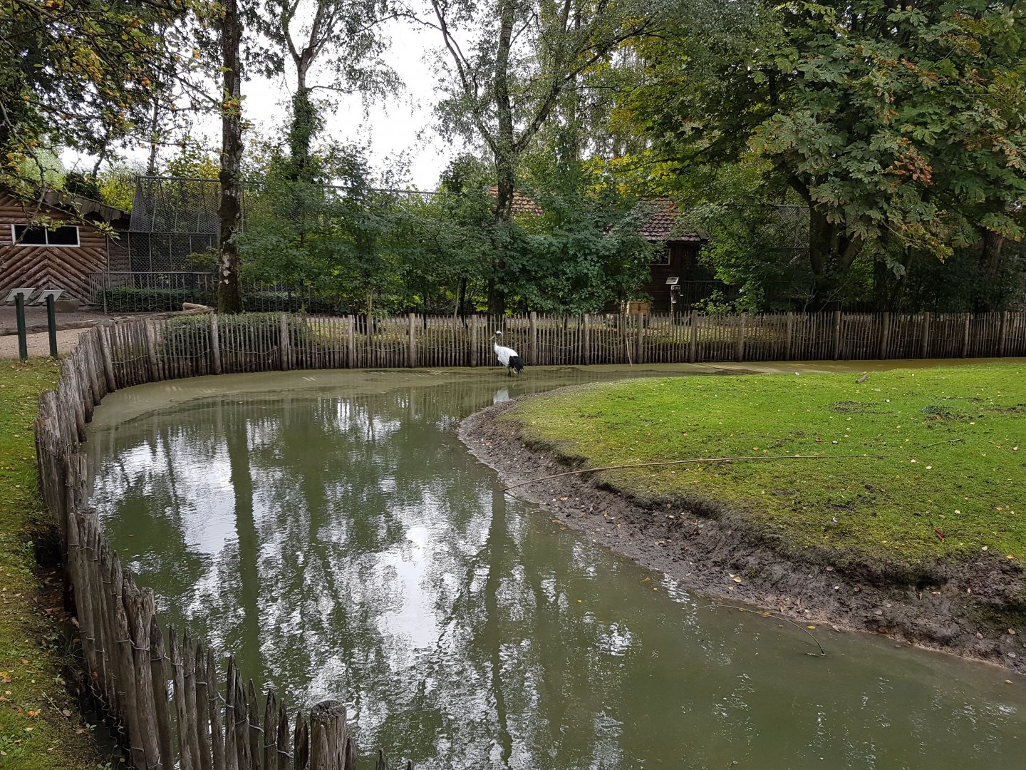 Red-crowned crane - Parma wallaby enclosure