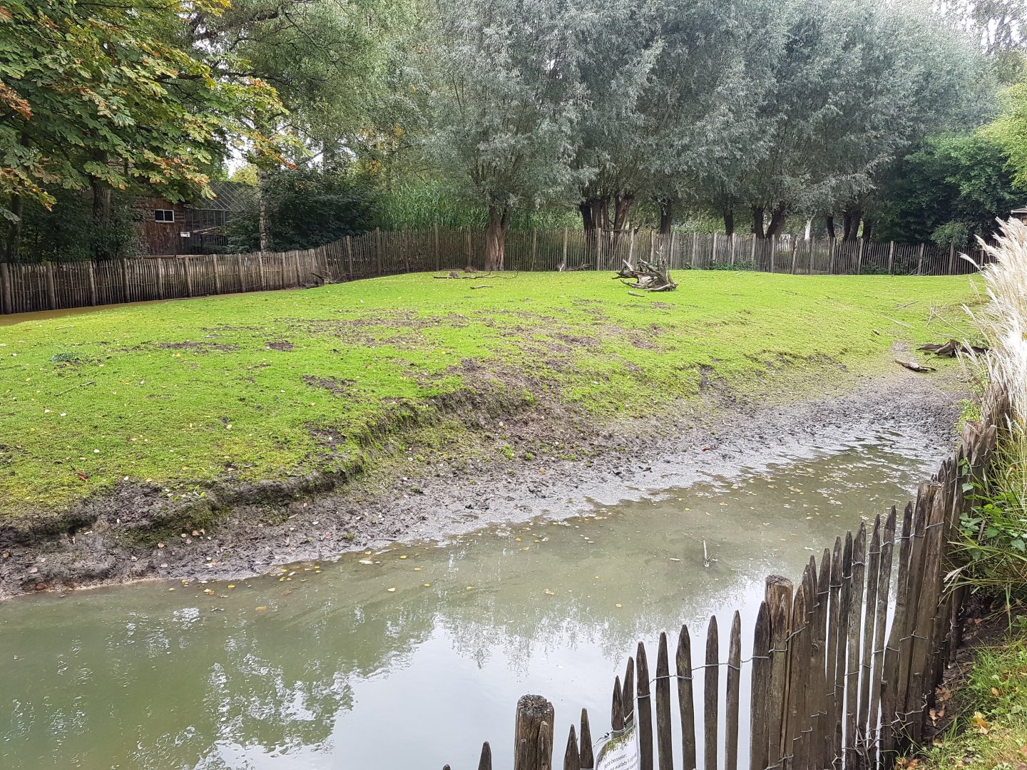 Red-crowned crane - Parma wallaby enclosure