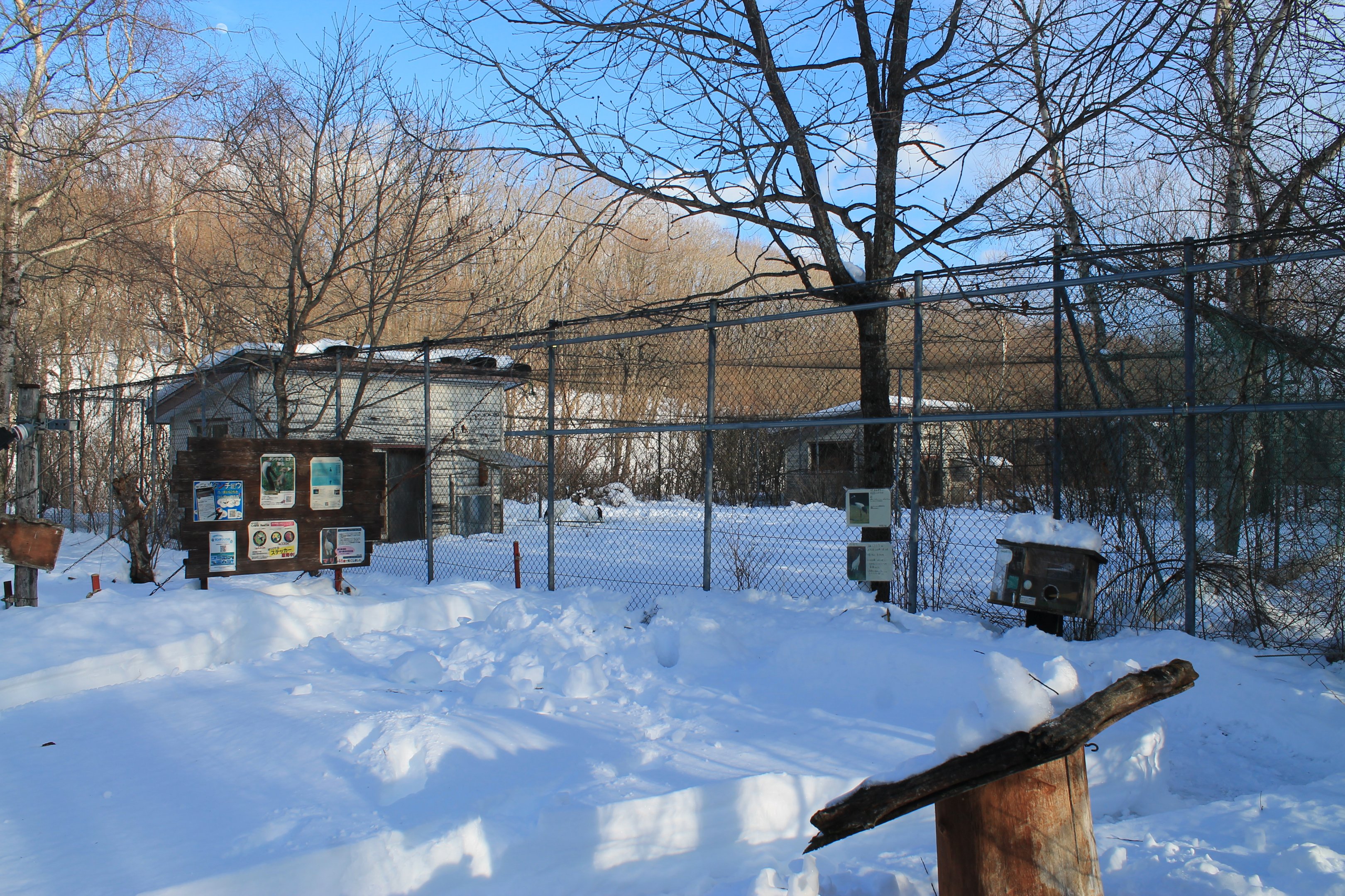 Red-crowned Crane pen, Kushiro Zoo