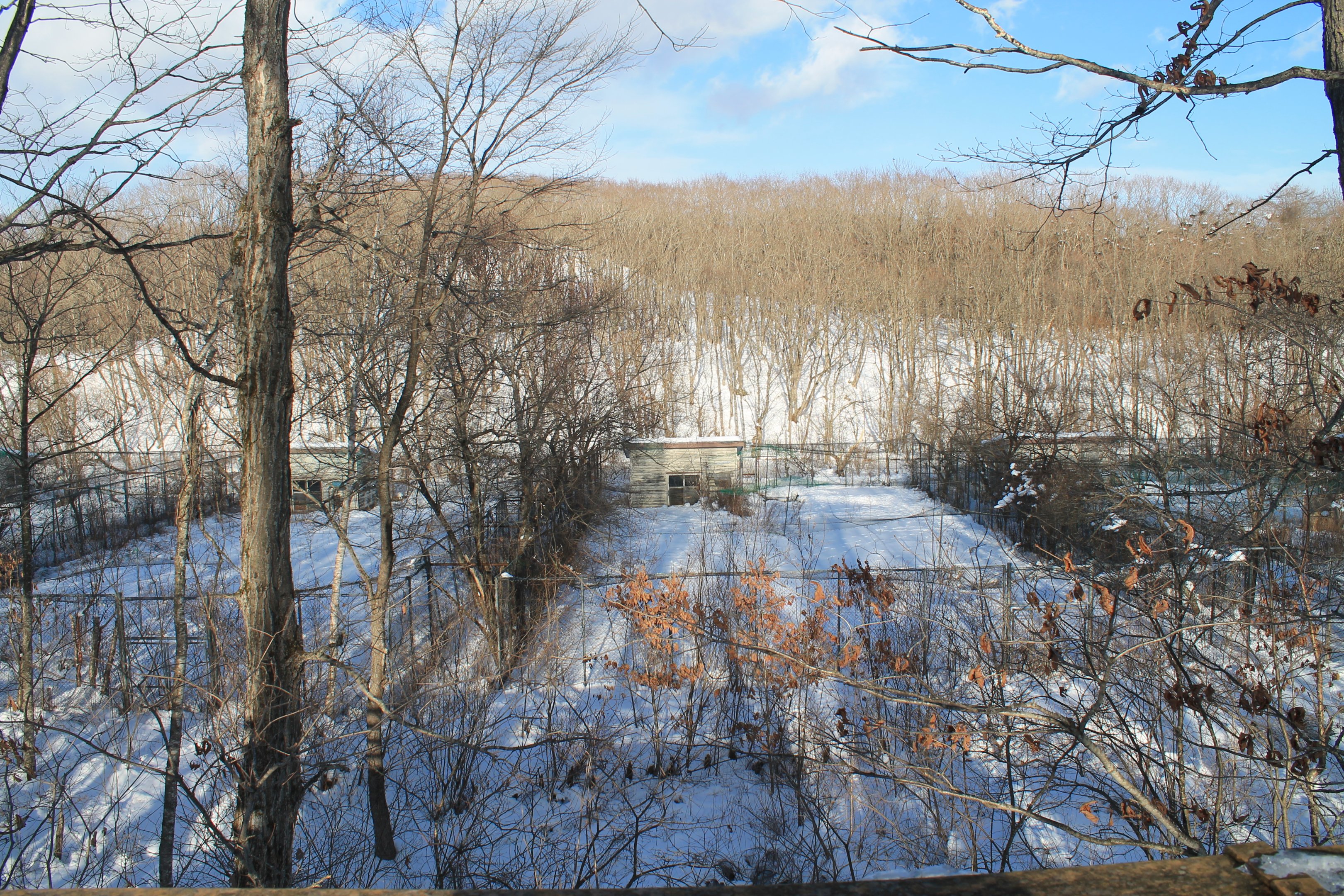 Red-crowned Crane pens, Kushiro Zoo