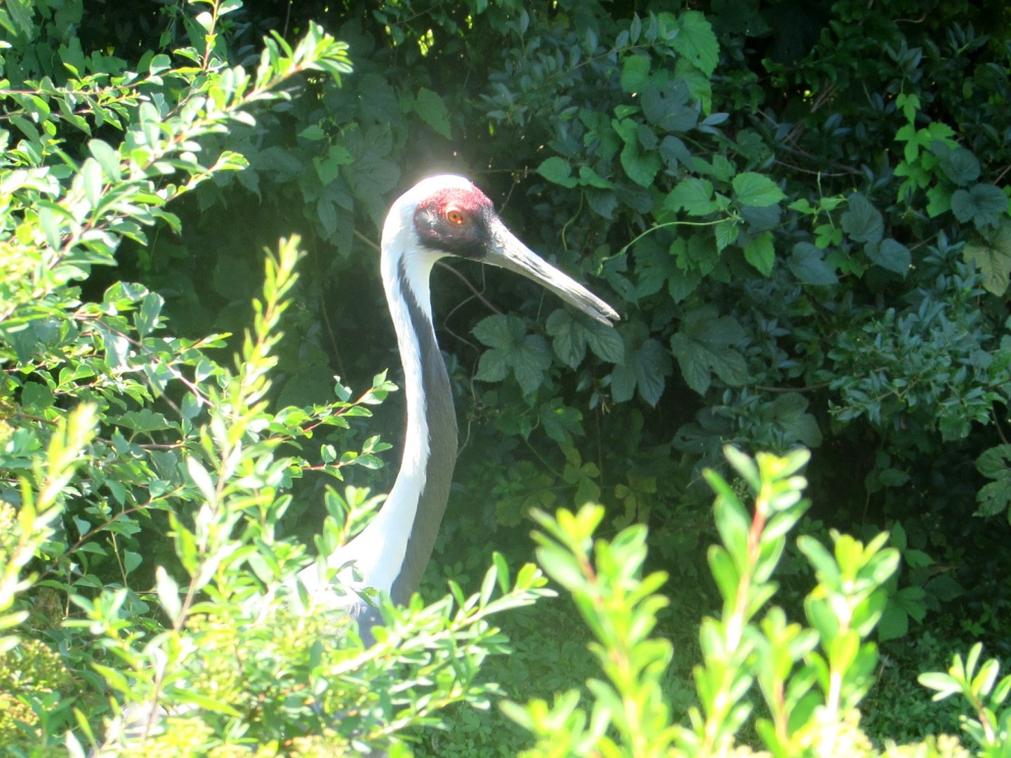 Red-crowned Crane portrait - July/2017
