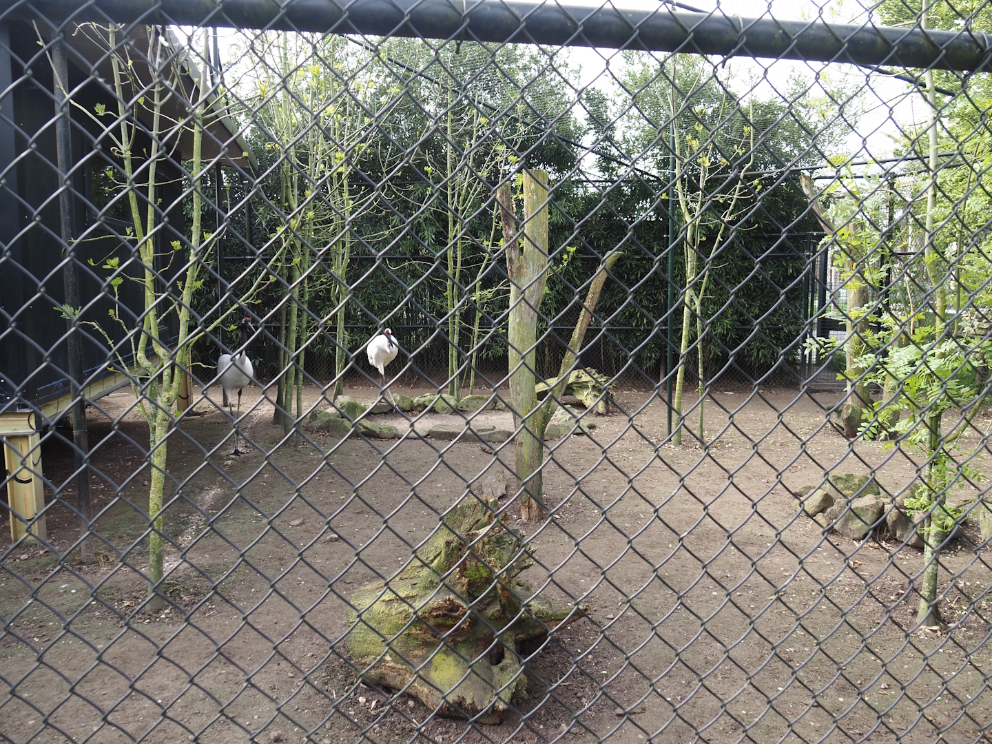 Red-crowned crane, Red-breasted goose, Black-tailed gull and Lesser black-backed gull aviary, 2024-04-14