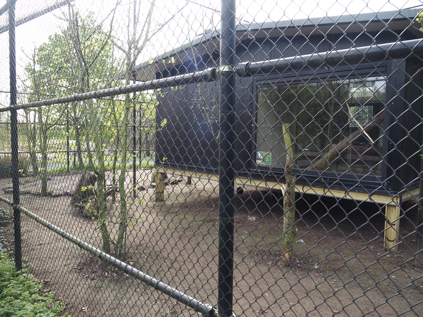 Red-crowned crane, Red-breasted goose, Black-tailed gull and Lesser black-backed gull aviary and Structure with cloud rat exhibit, 2024-04-14