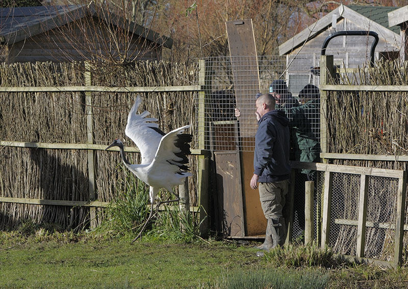 Red-crowned crane release into new pen