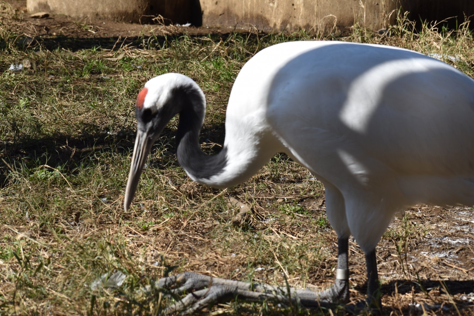 Red Crowned Crane ~ Saitama Children's Zoo
