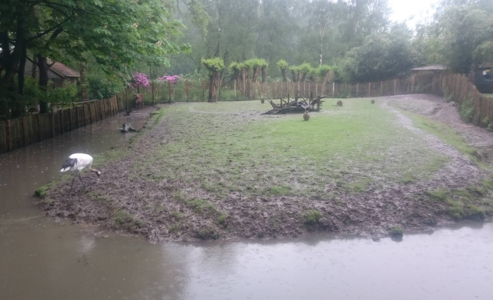 Red-crowned crane - Sitatounga and Wallaby enclosure