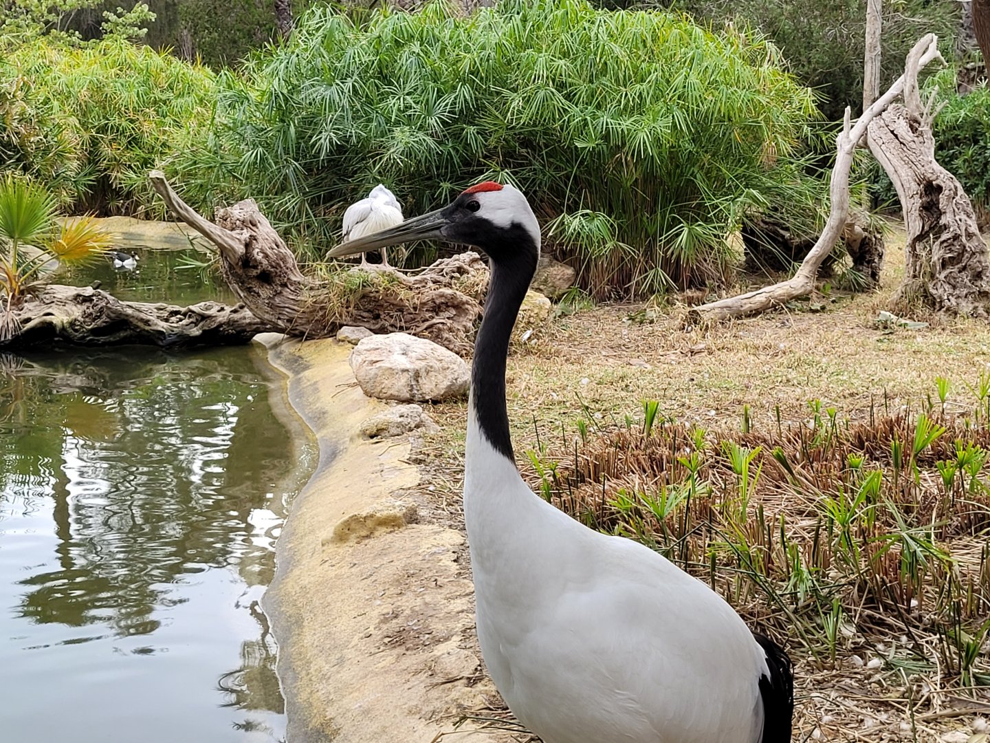 Red-crowned crane -TerraNatura Benidorm (2022)