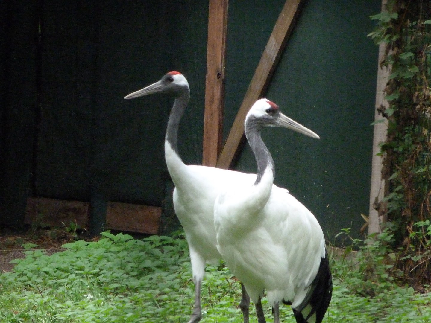 Red-crowned crane -Tierpark Berlin (2024)