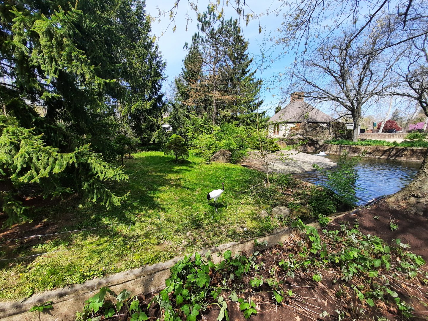 Red Crowned Crane/Tufted Deer Exhibit