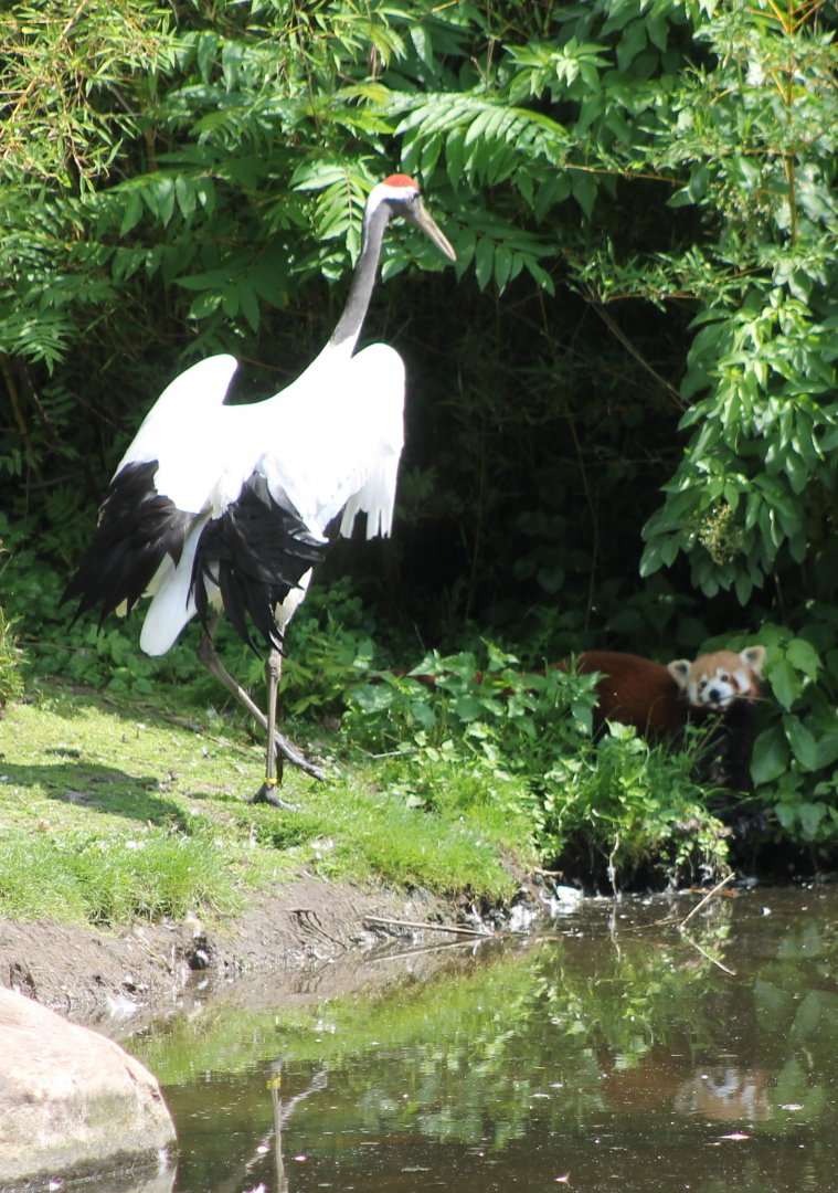 Red-crowned crane vs Red panda