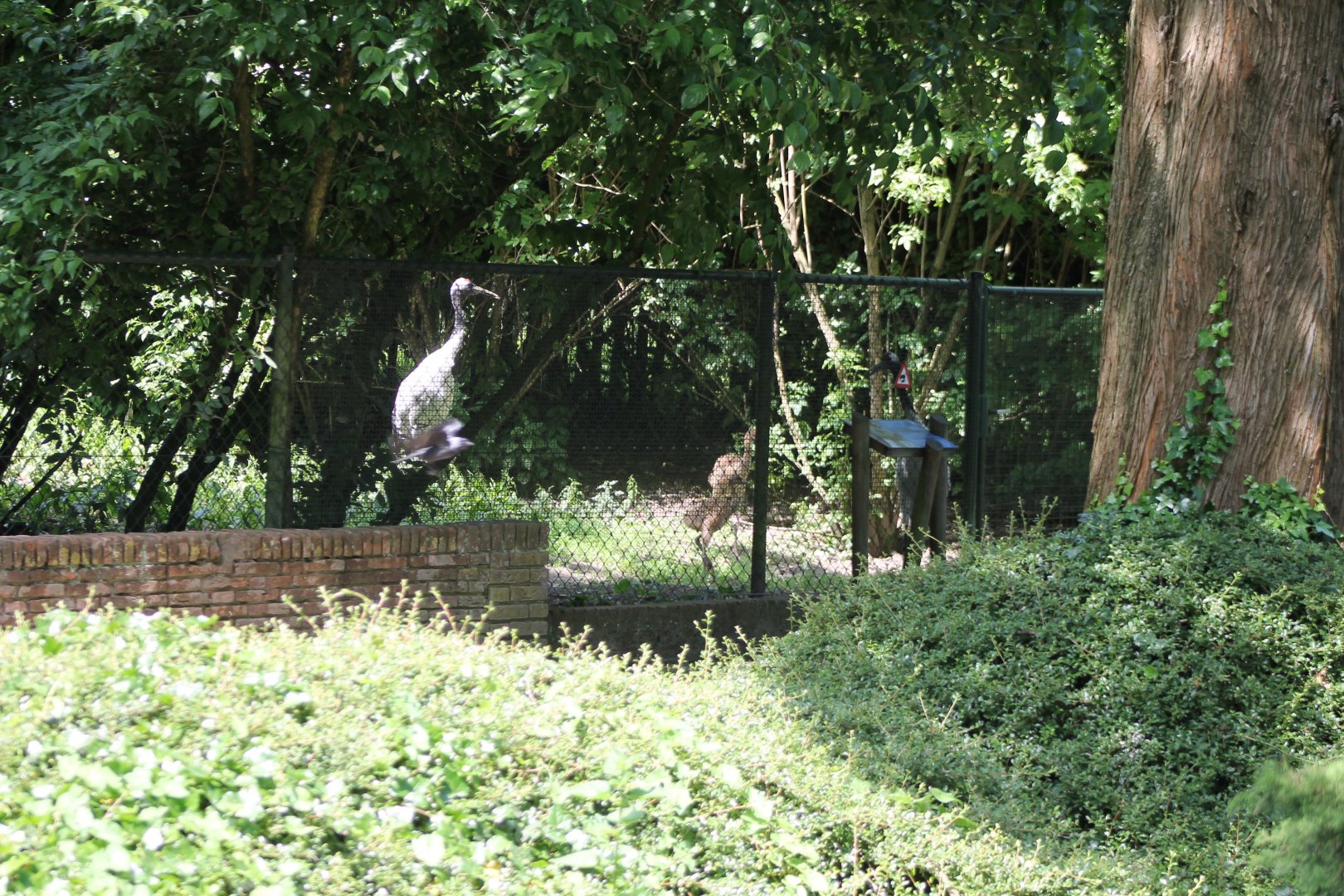 Red-crowned crane with 2 chicks