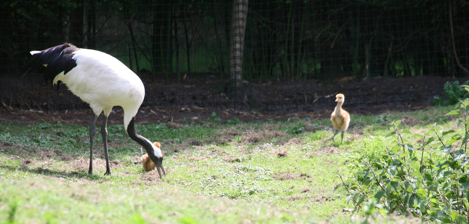 Red-crowned crane with chicks