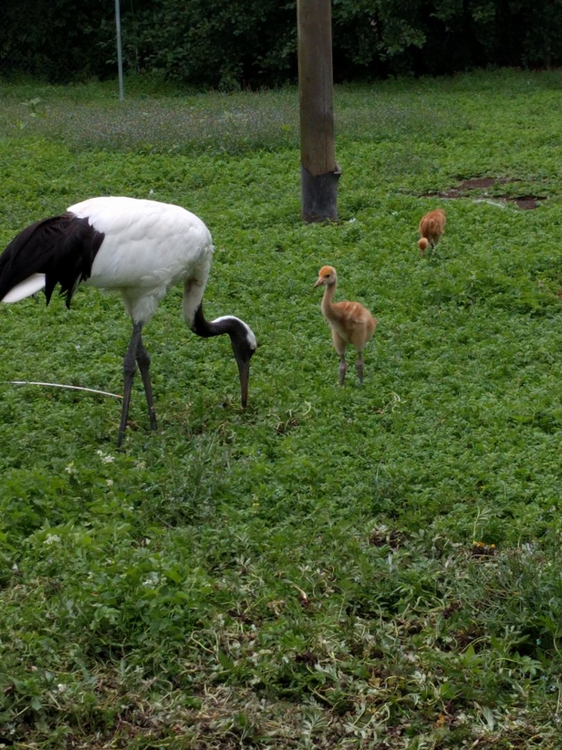 Red crowned crane with chicks
