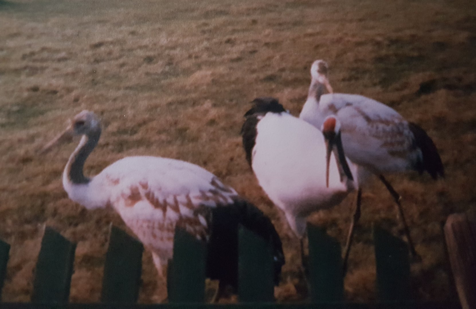 Red-crowned crane with young
