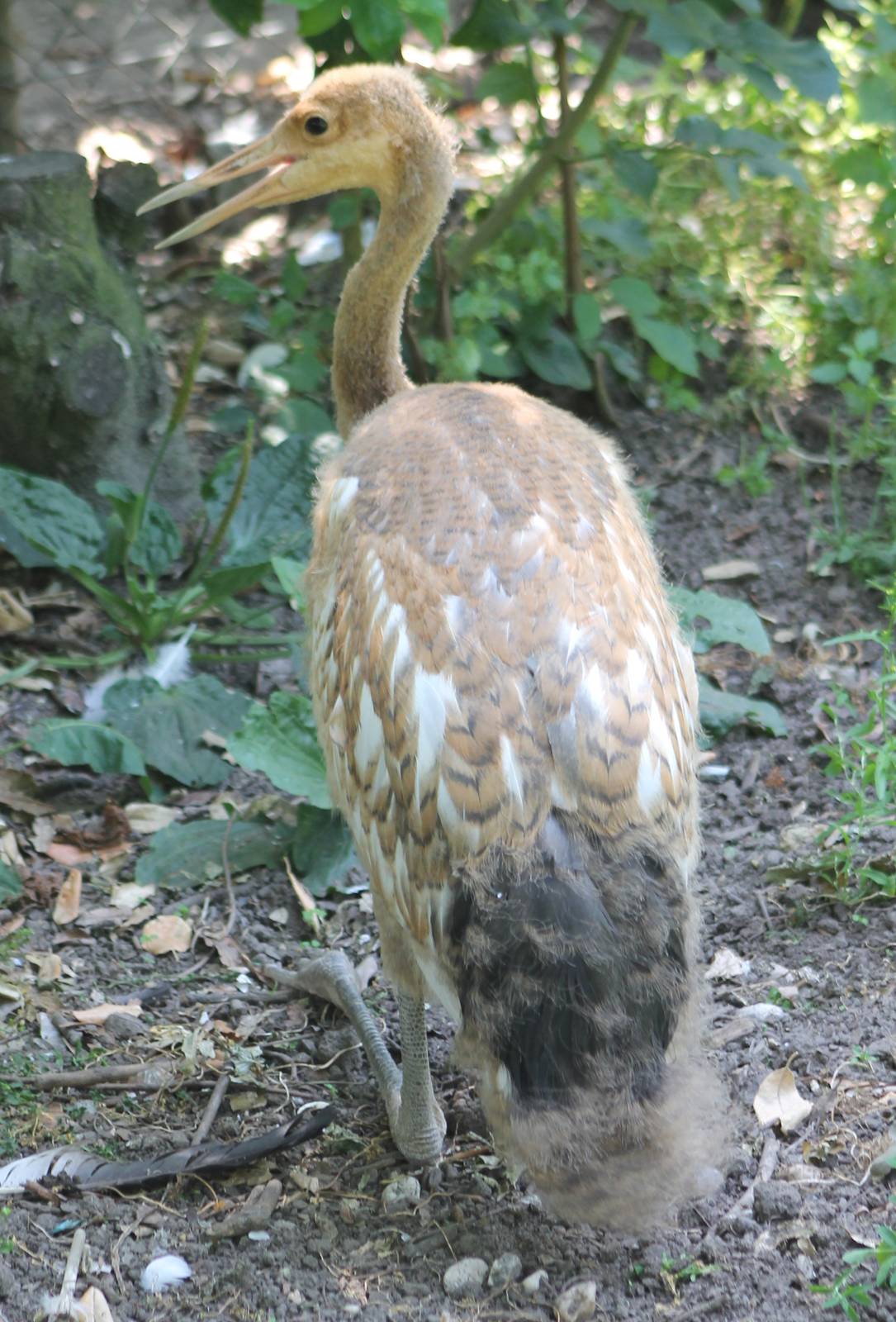 Red-crowned crane youngster