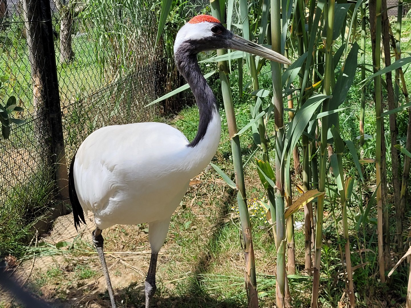 Red-crowned crane -Zoo de Labenne (2024)