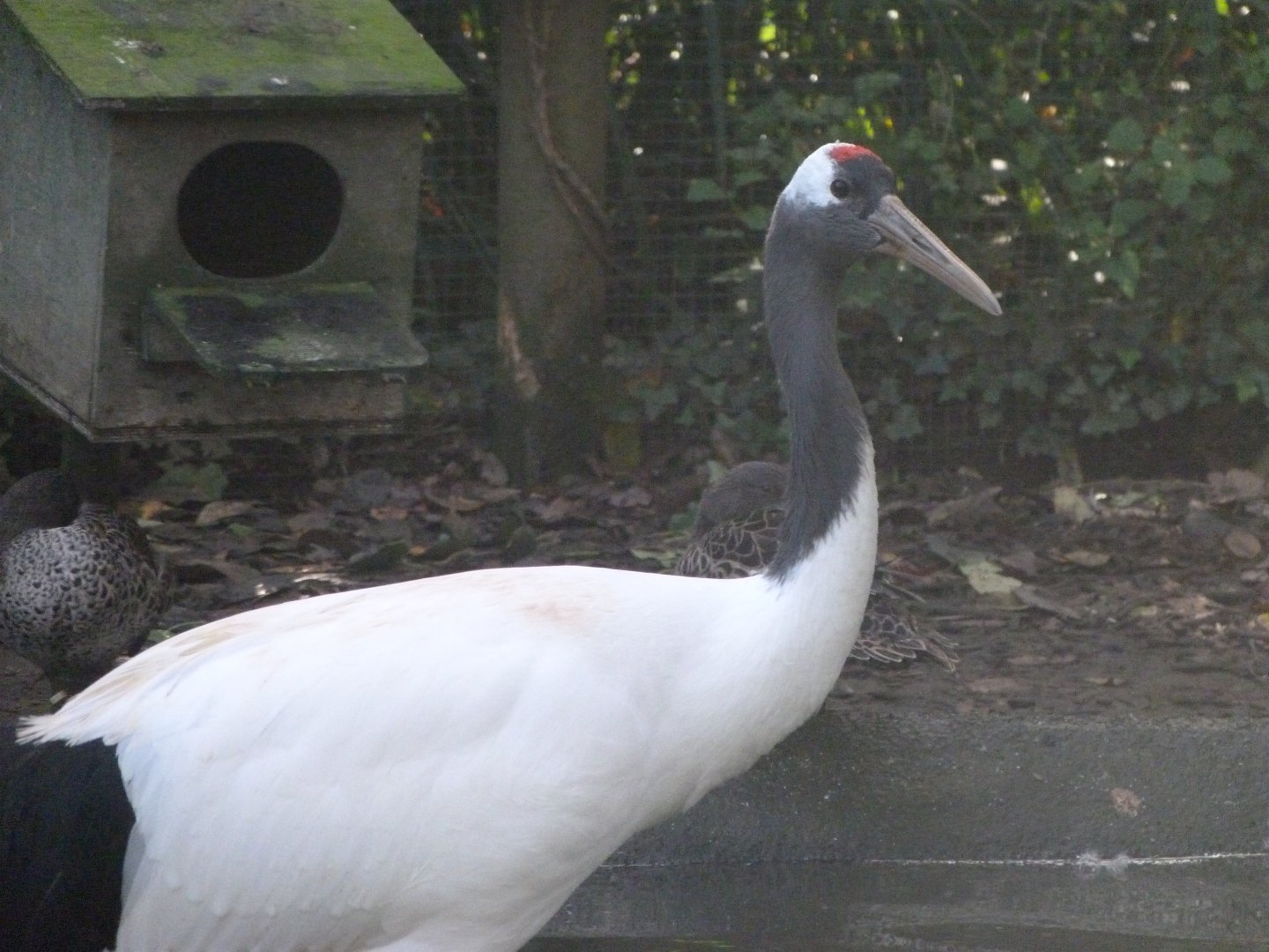 Red-crowned crane -Zoo de Santillana del Mar (2024)