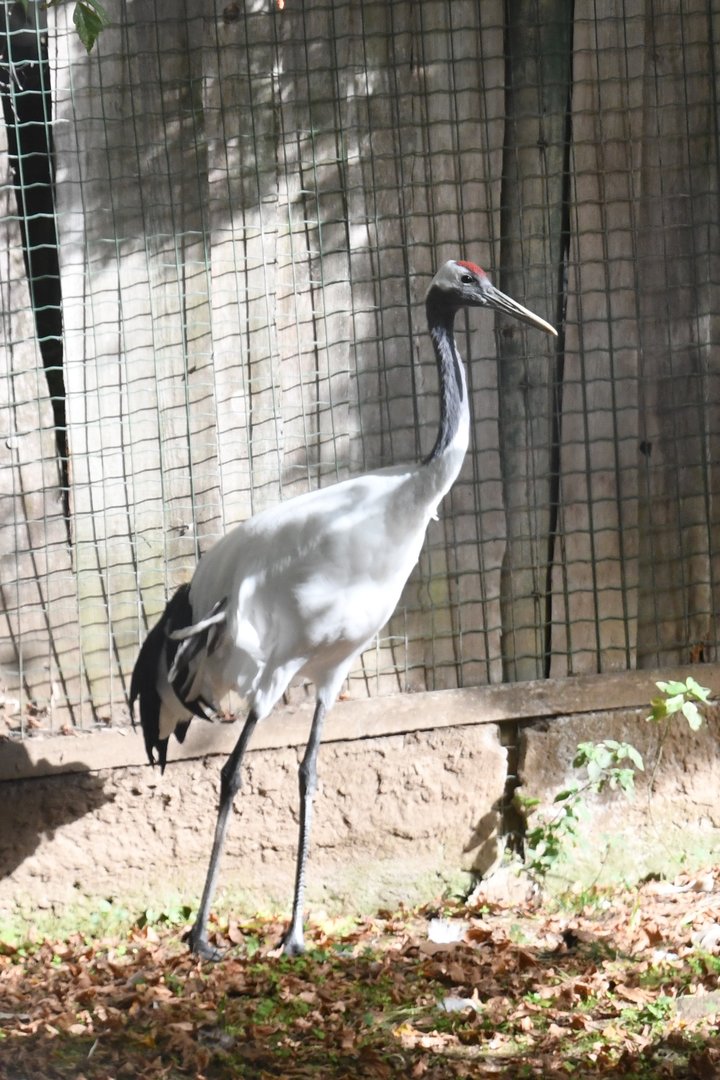 Red-crowned Crane (Zoo Lourosa)