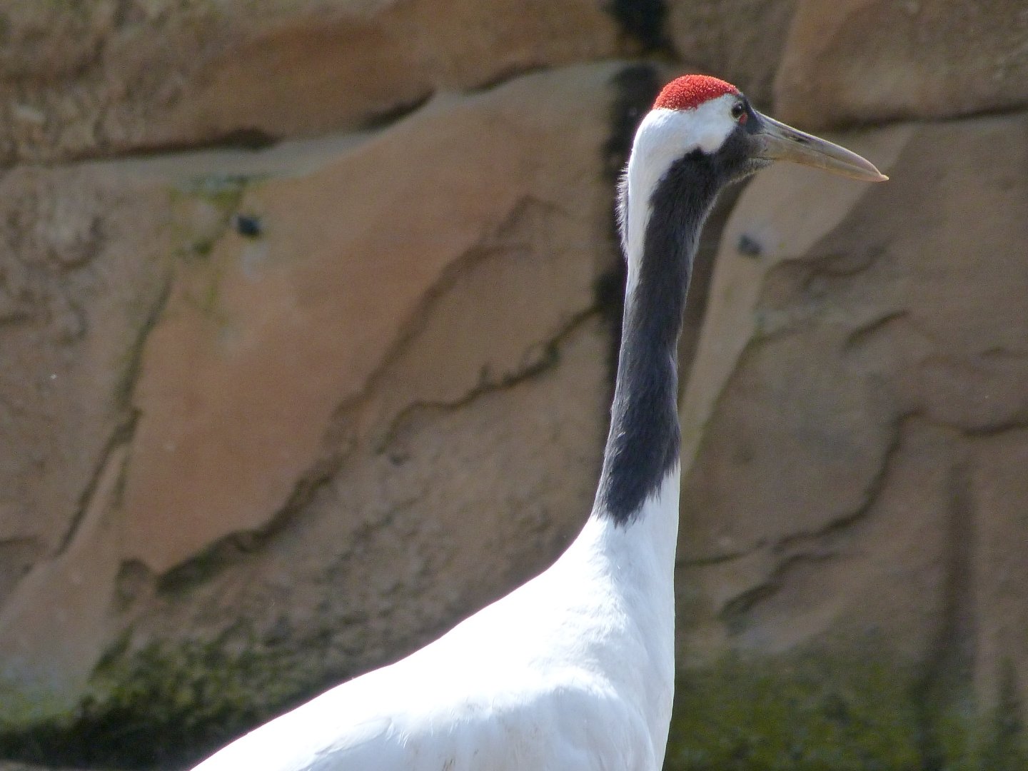 Red-crowned crane -ZooParc de Beauval (2025)