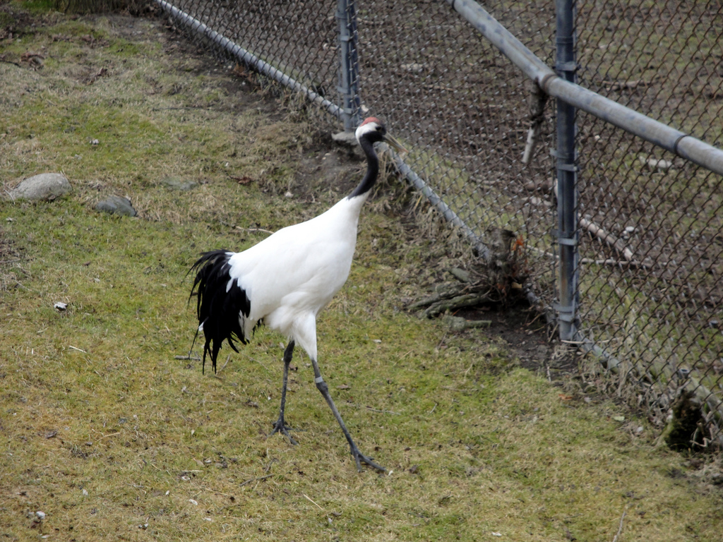 Red-crowned Crane