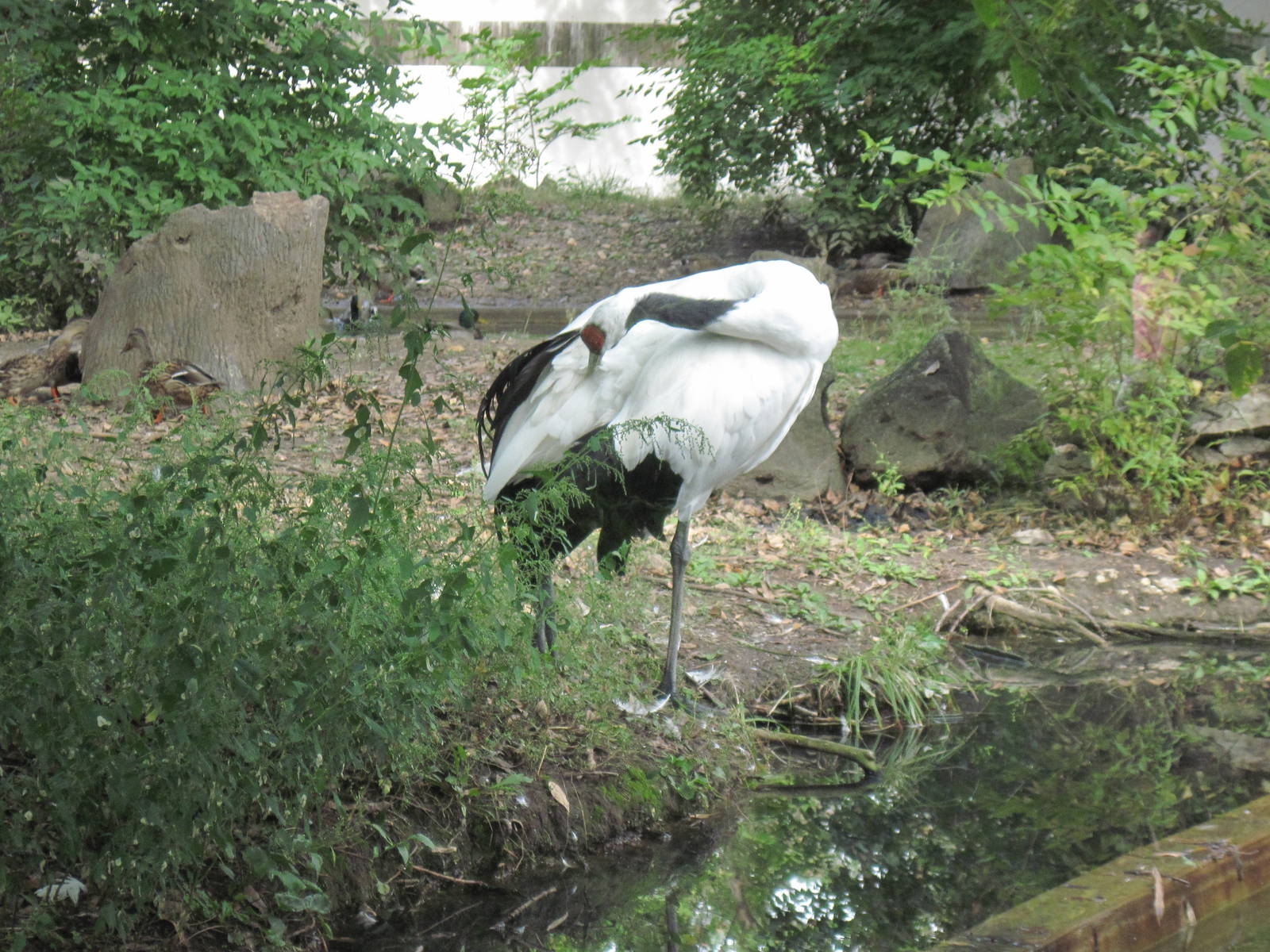 Red-crowned Crane