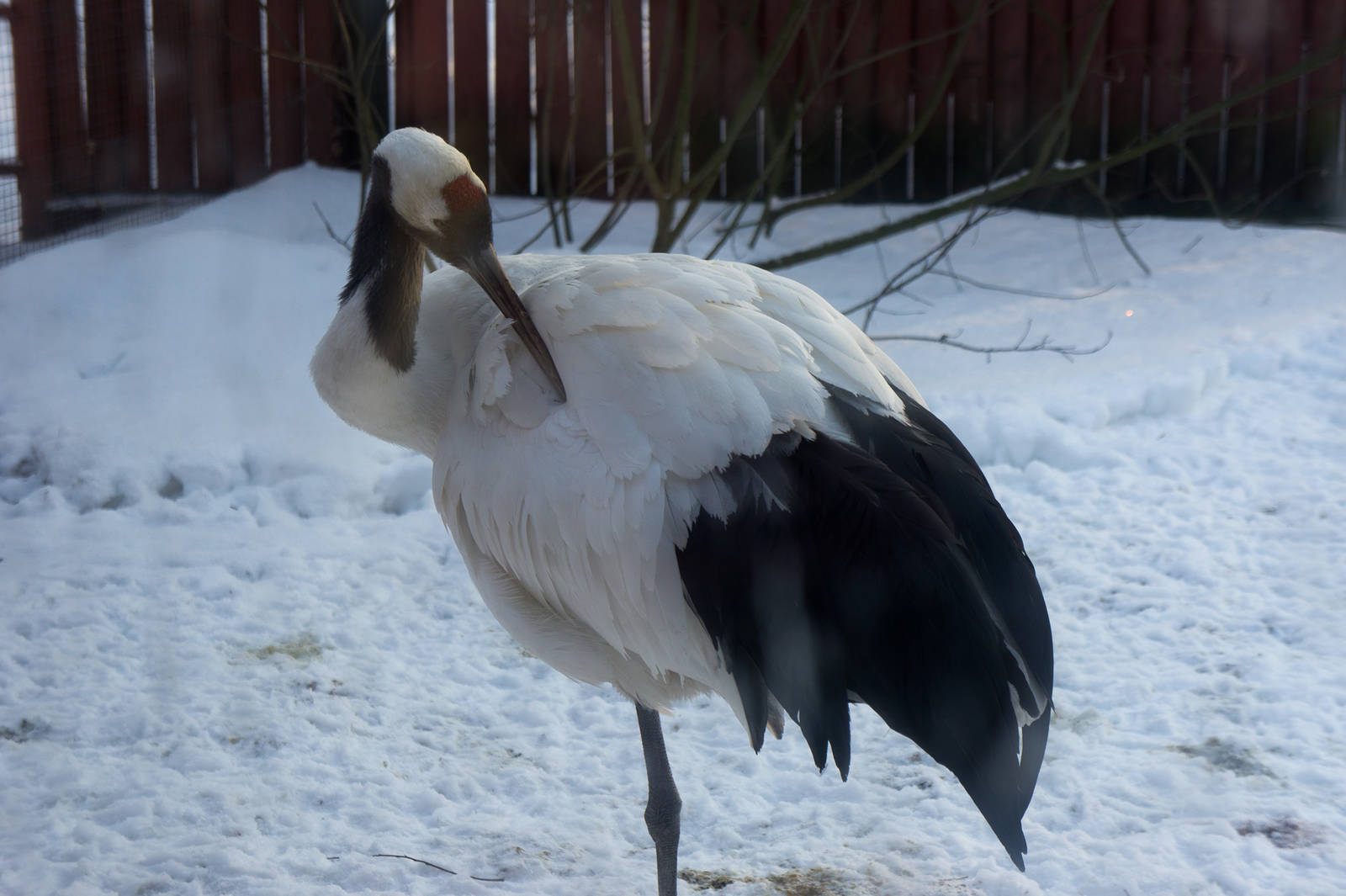 Red-crowned Crane