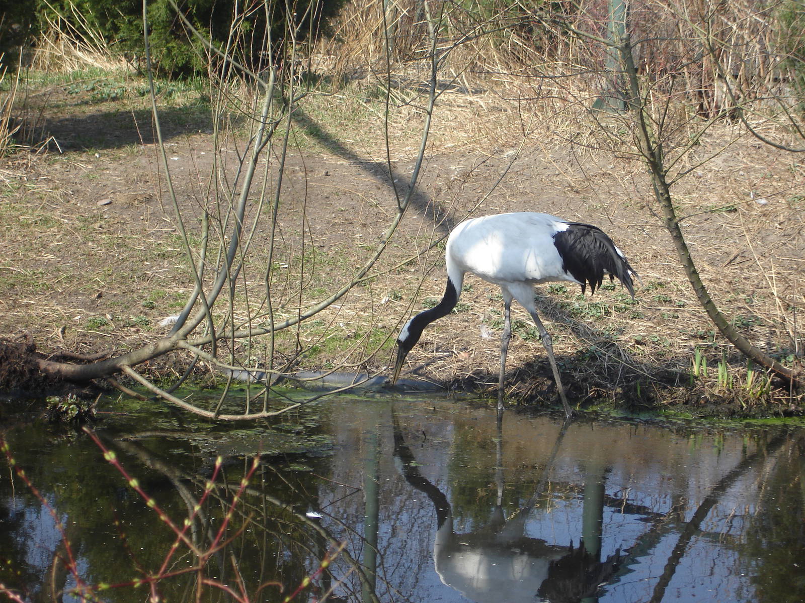 Red-crowned Crane
