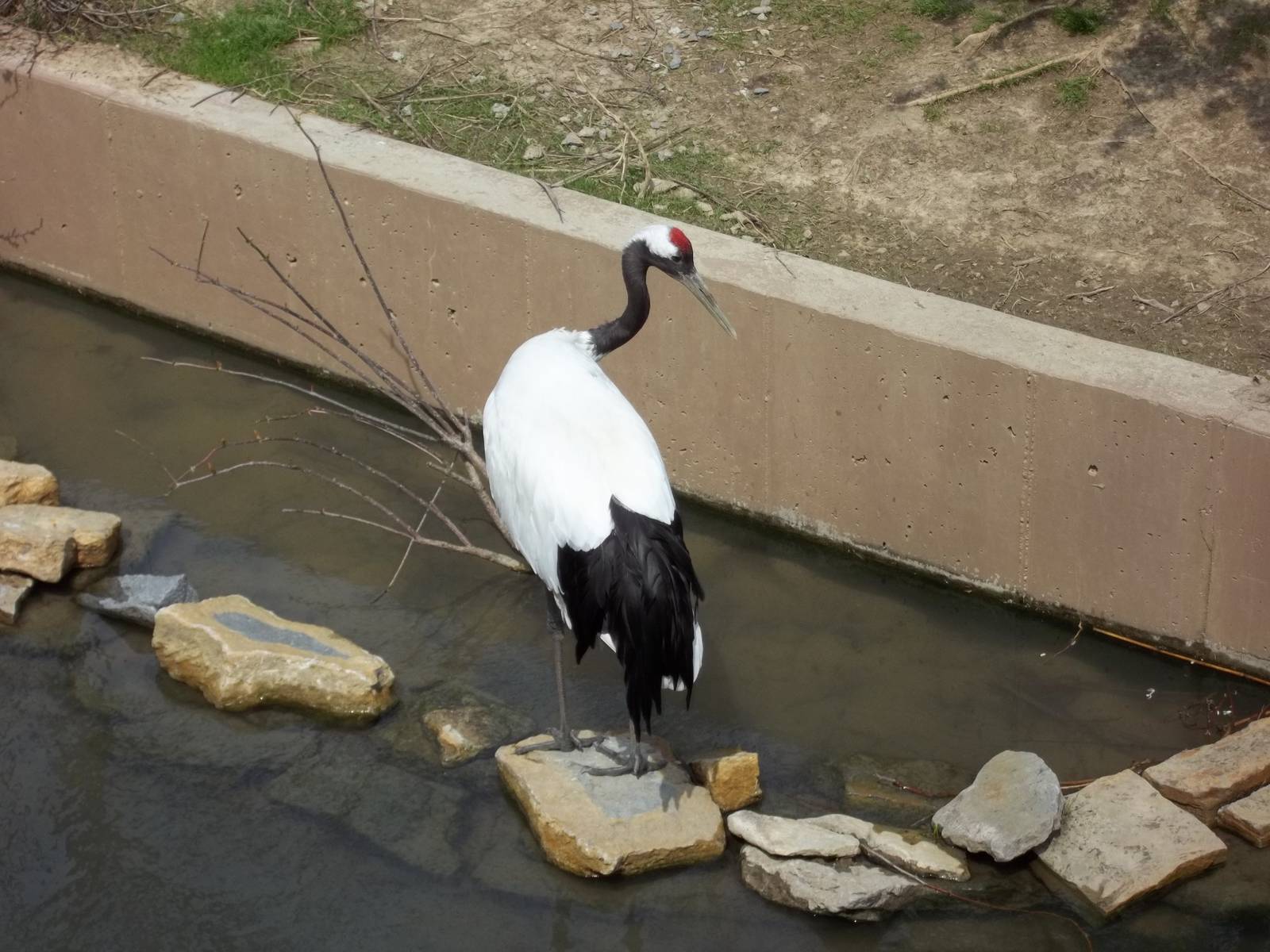 Red-Crowned Crane