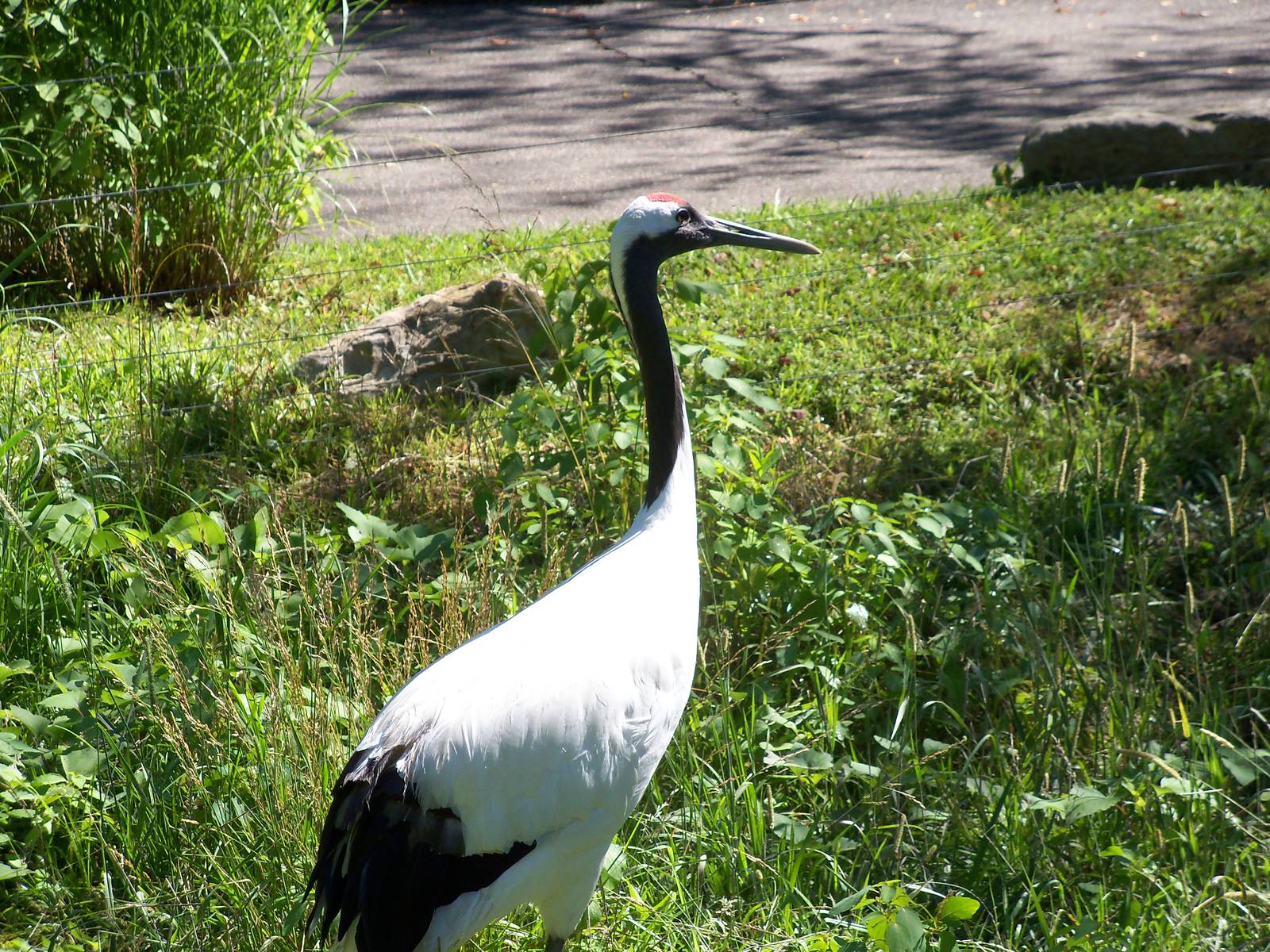 Red-Crowned Crane