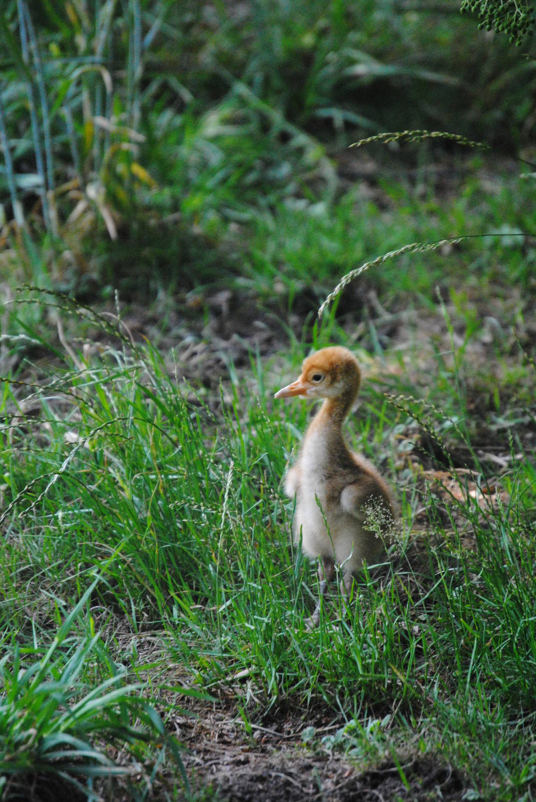 Red-crowned crane