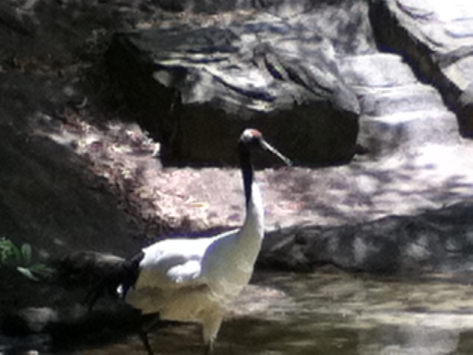 Red Crowned Crane