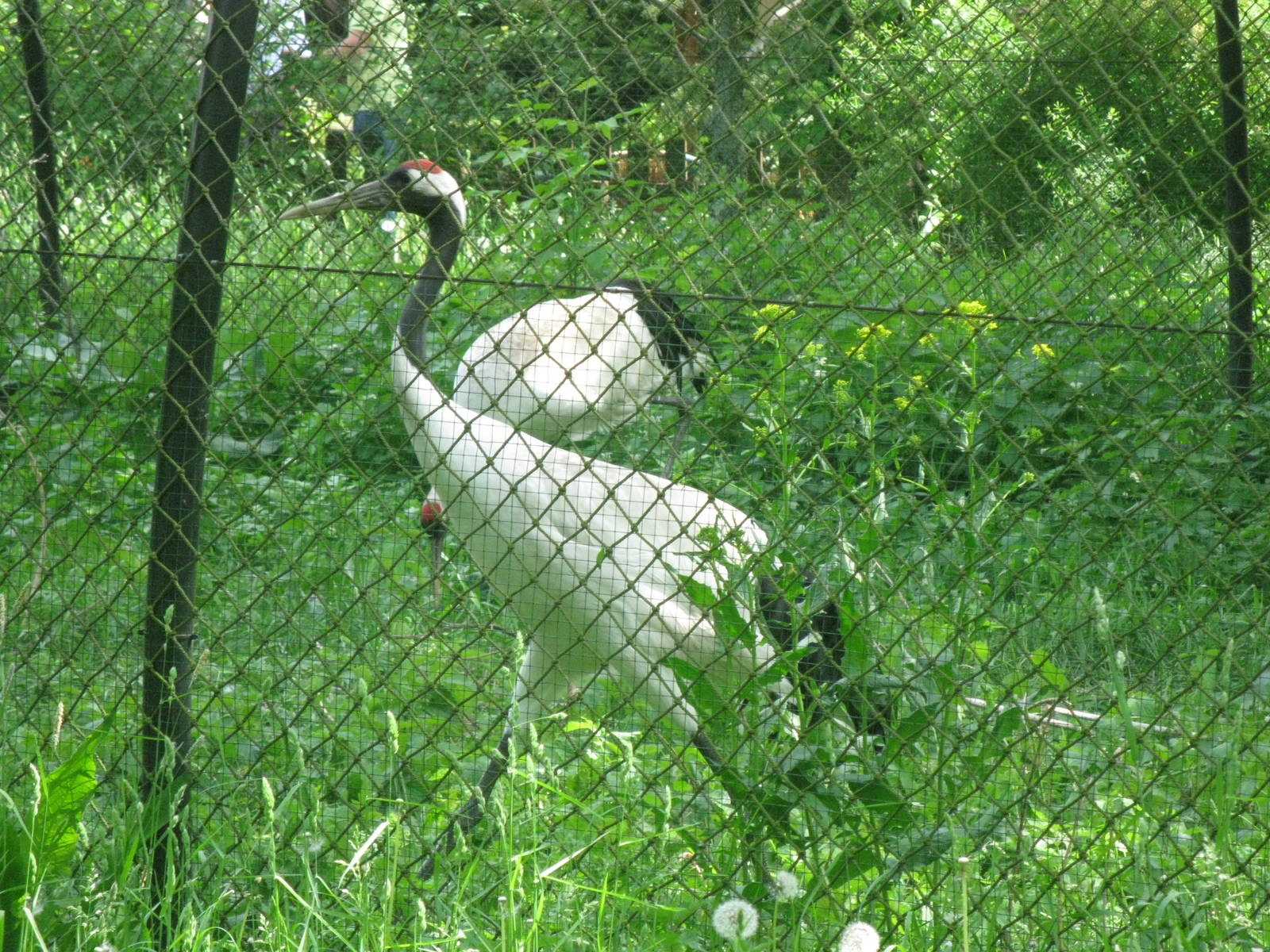 Red crowned Crane