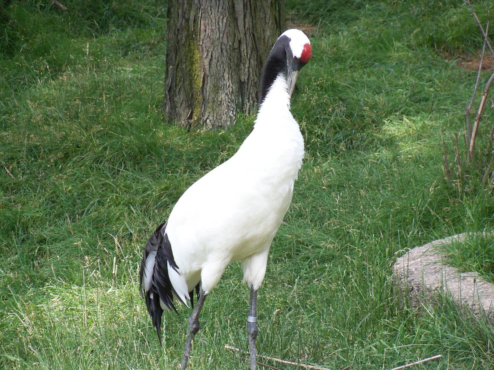 Red-Crowned Crane
