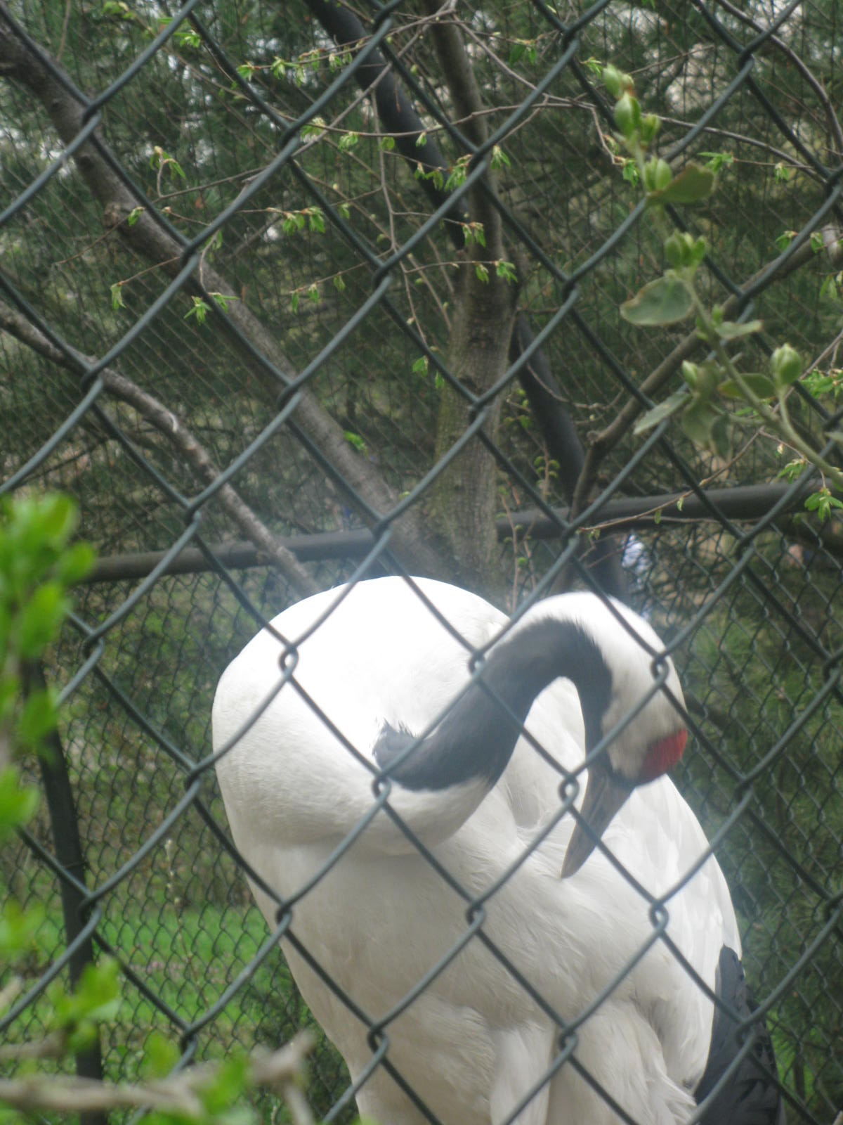 Red-crowned Crane