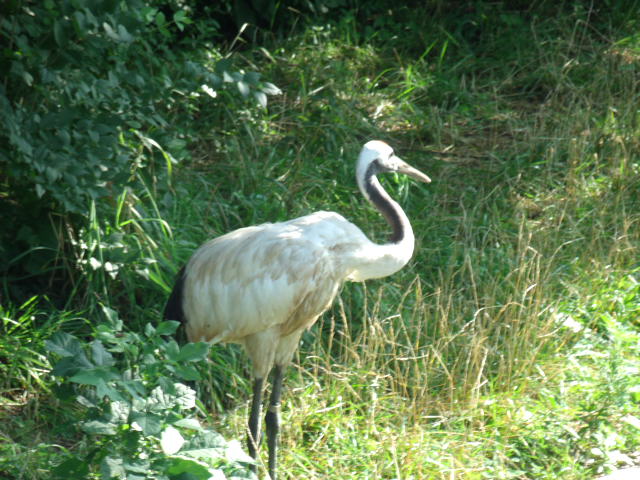 Red-Crowned Crane