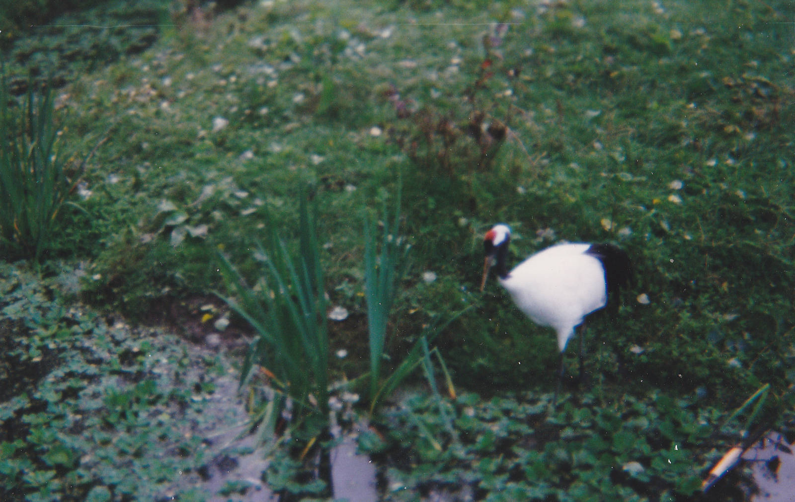 Red-crowned crane