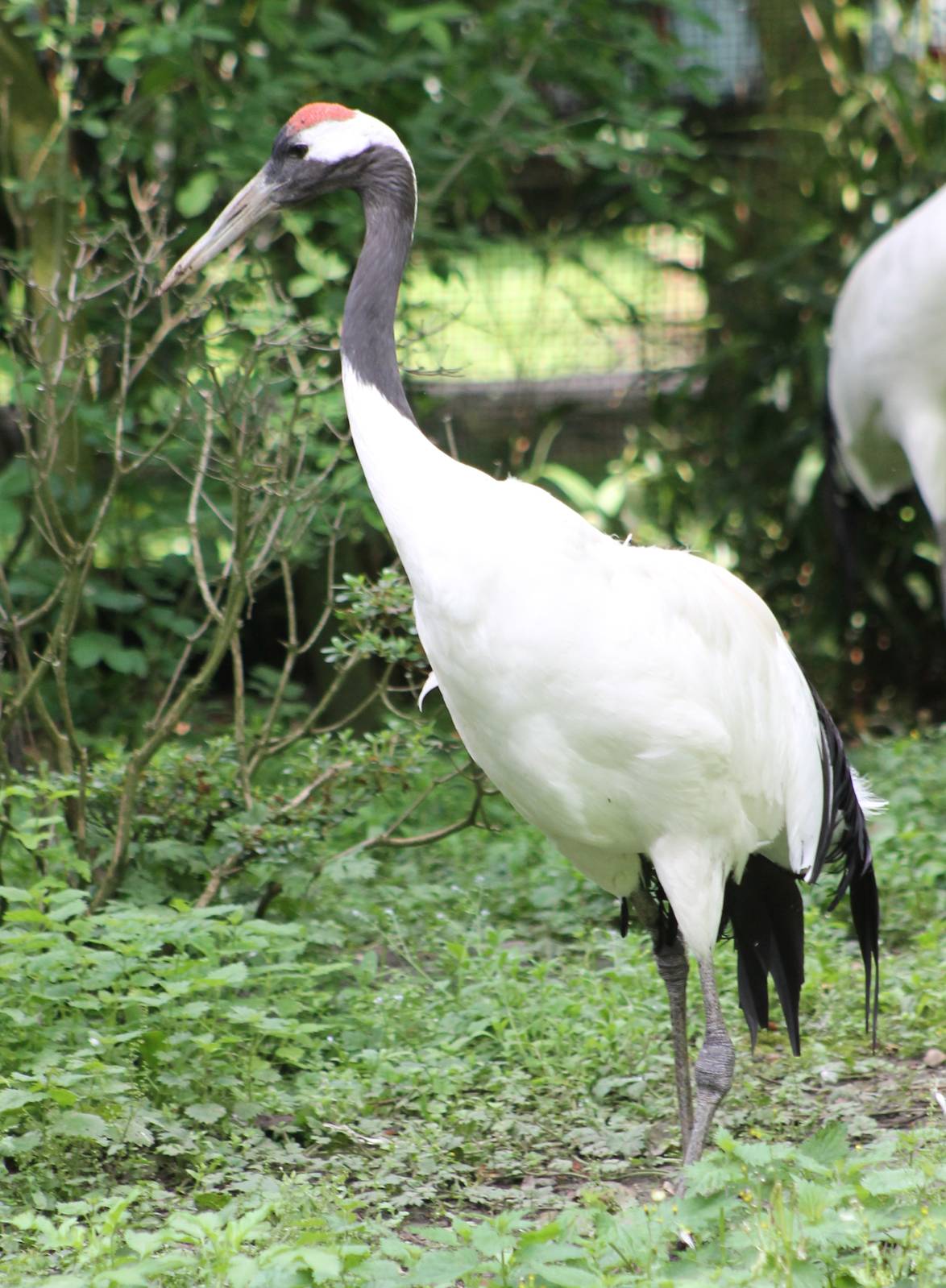 Red-crowned crane