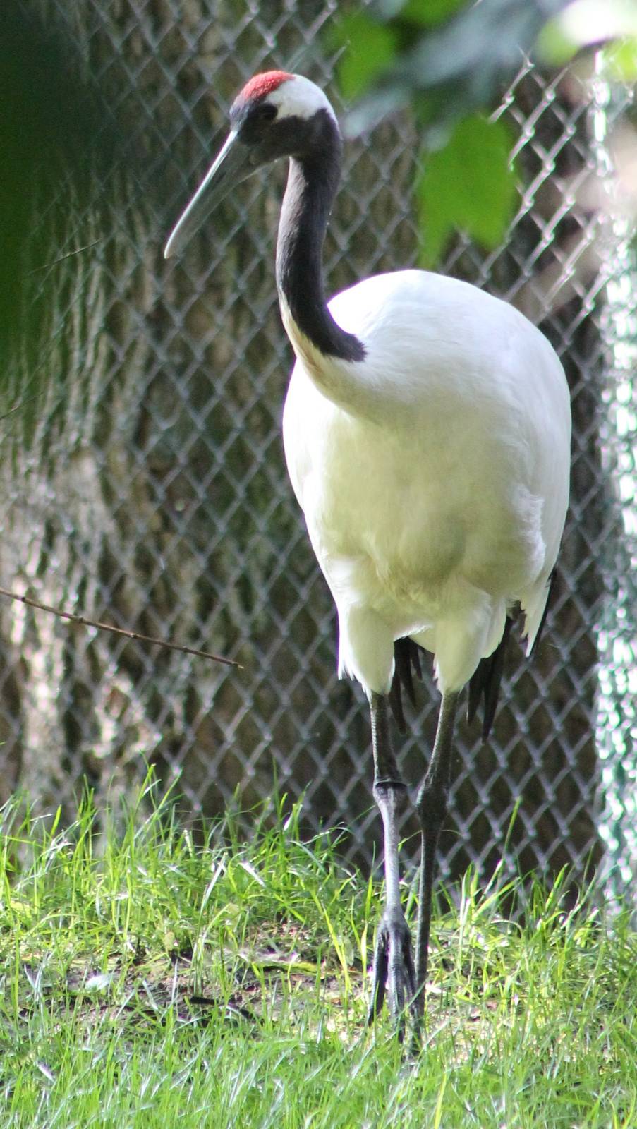 Red-crowned crane