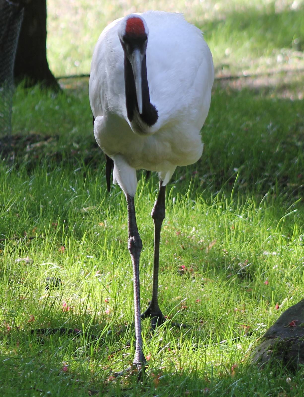 Red-crowned crane