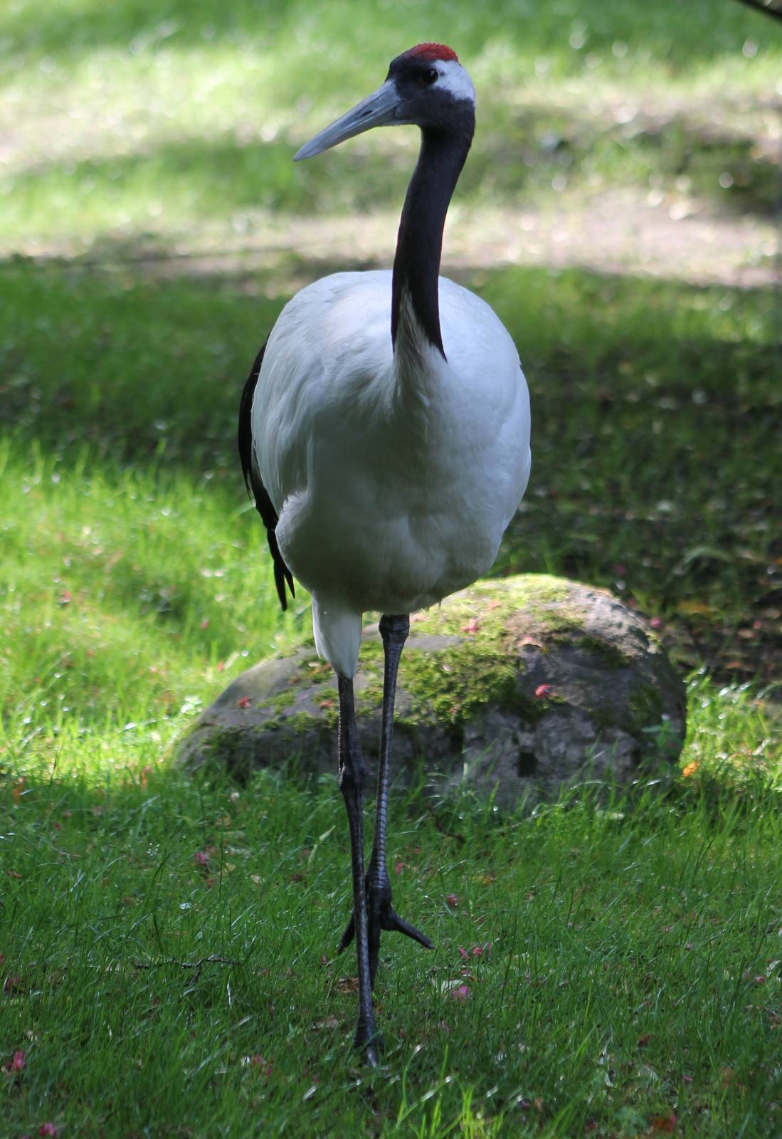 Red-crowned crane
