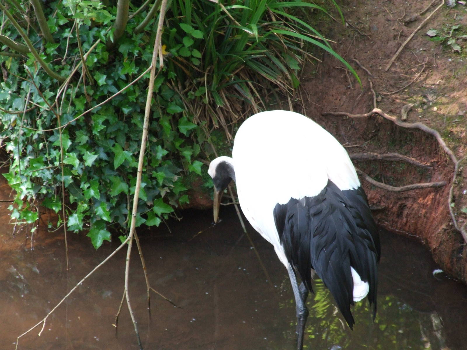 Red Crowned Crane