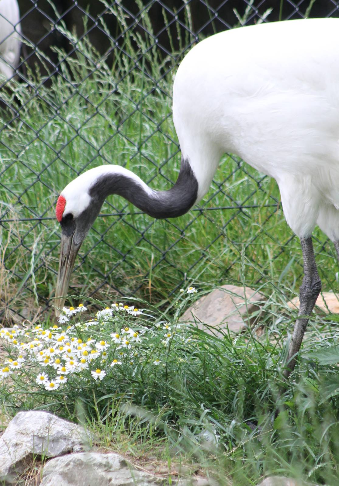 Red-crowned crane